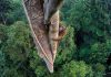 Orangutan στο Βόρνεο Borneo Nat Geo